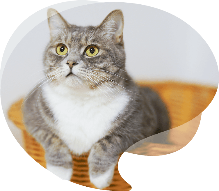 Oprechte Pet Products Co., Ltd.